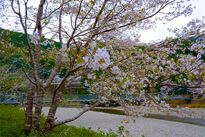 春の新緑、ソメイヨシノや熊野桜があなたを迎えます