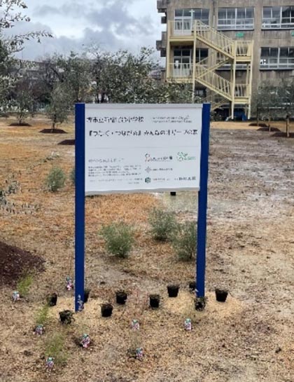 小学校に植えられたオリーブ園